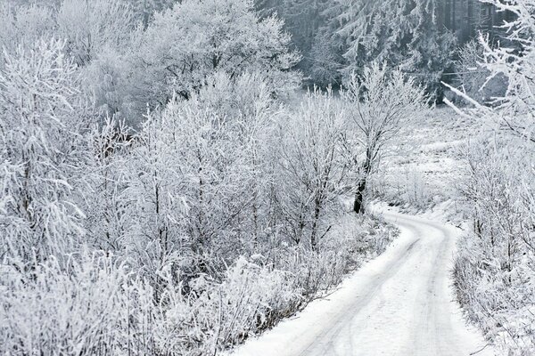 Camino de invierno. Árboles cubiertos de nieve