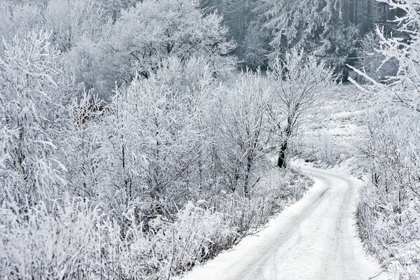 Strada invernale. Alberi innevati