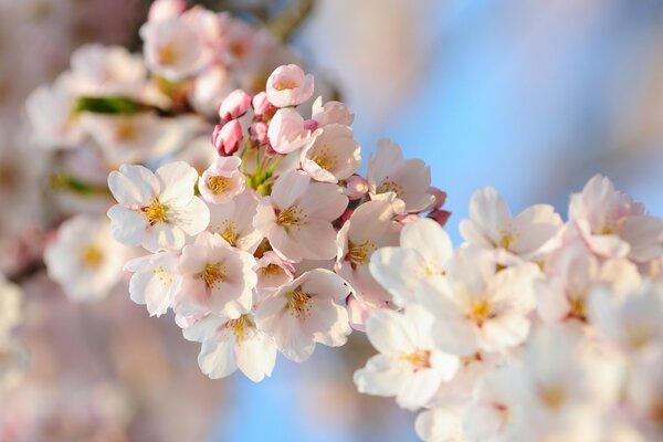 Las flores de cerezo Sakura son muy hermosas en otoño