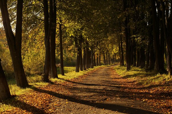 Belle route de feuilles jaunes. Automne doré