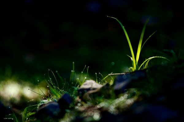 Gotas de rocío en pequeñas hojas de hierba