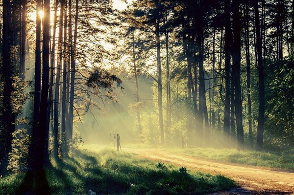 Paesaggio della foresta. Foresta verde. Luce del sole tra gli alberi