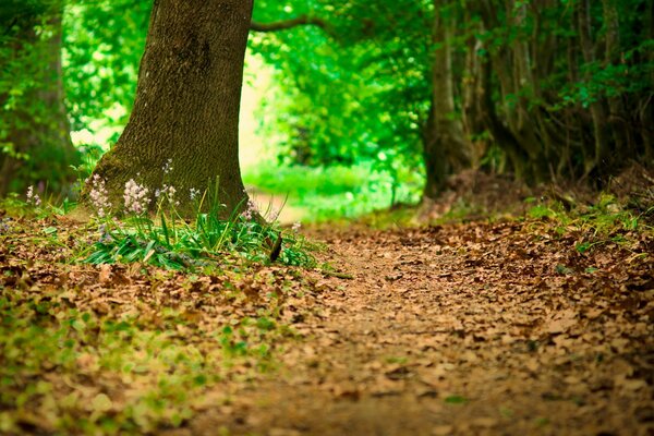 Wanderweg in einem schönen Wald