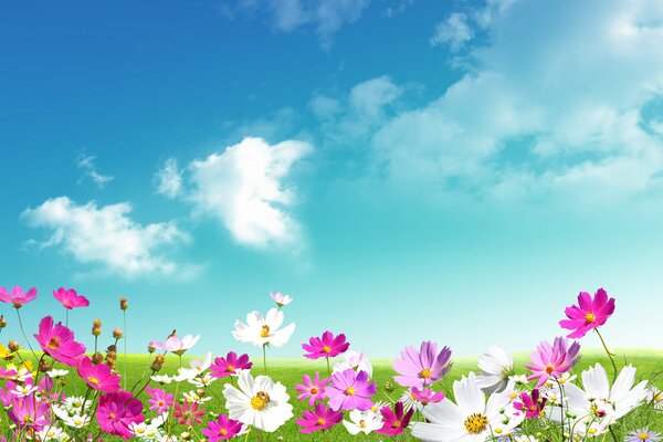 Bunte Gänseblümchen auf dem Feld vor dem Hintergrund des blauen Himmels mit Wolken