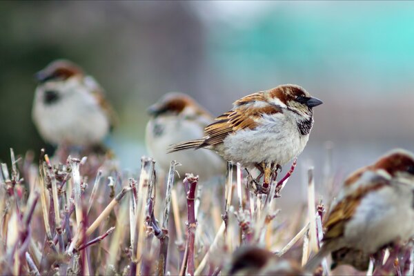A flock of sparrows sits on top of a trimmed bush on a blurry background