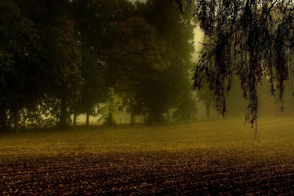 Niebla otoñal de los ambientes de los árboles sobre el arado