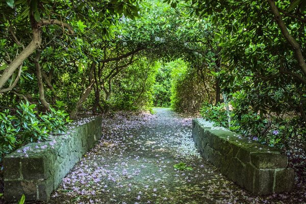 Alley strewn with fallen petals