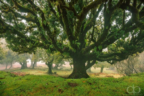 Imagen de un gran árbol verde, tallo grueso y ramas