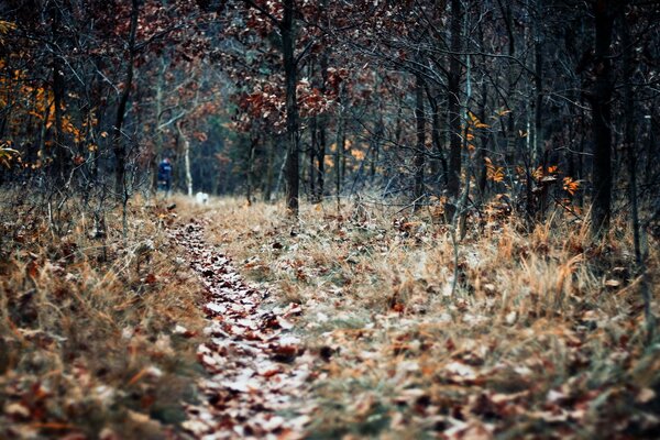 Der Weg ist mit Blättern im Herbstwald übersät