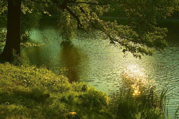 Forêt d été nature près de la rivière