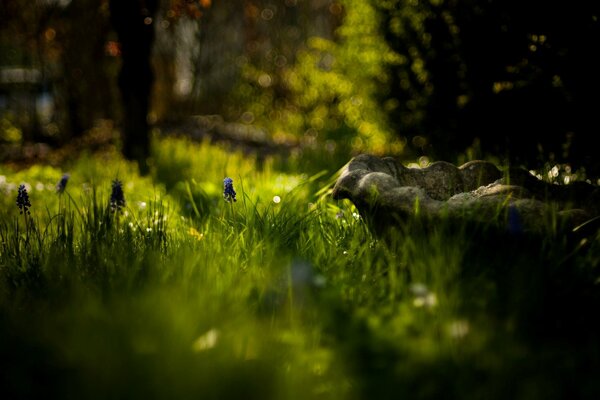 Blurred nature in black and green tones and the best light falling