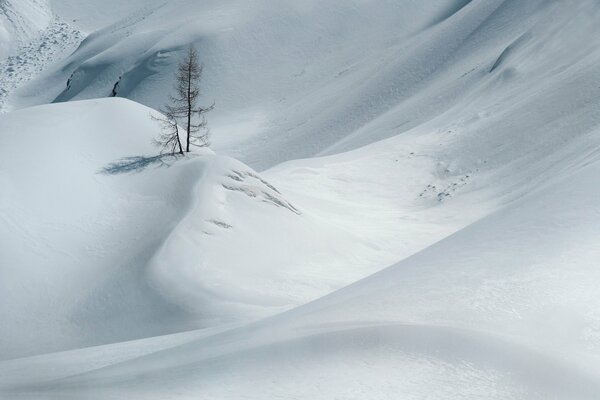 Ein einsamer Baum im Schnee