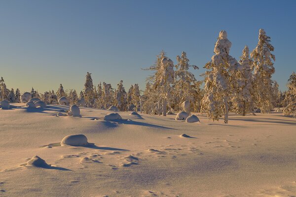 Schneekappen an Bäumen an einem sonnigen Tag