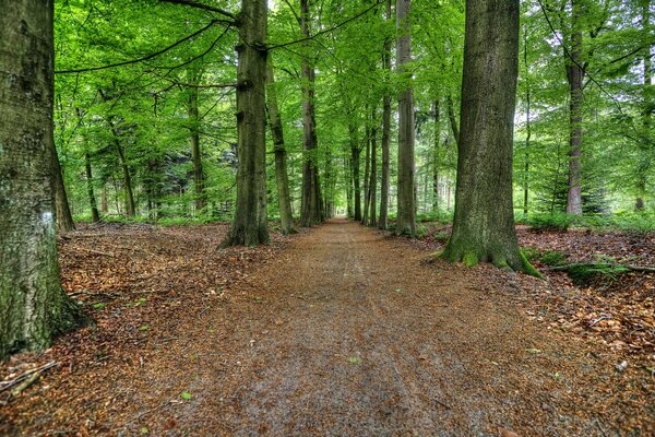 Arbres verts et route couverte de feuillage