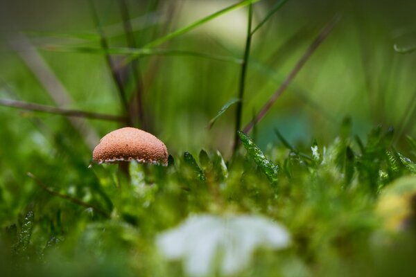 Hongo solitario entre la hierba verde