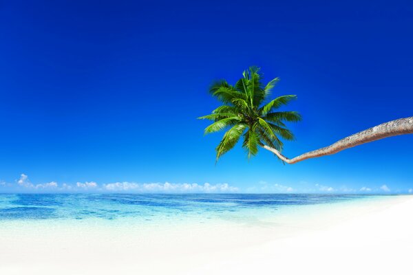 Одинокая пальма на побережье океана