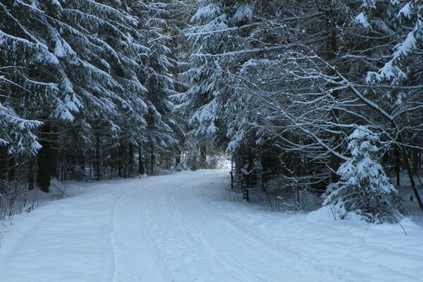 Route d hiver dans la forêt couverte de neige