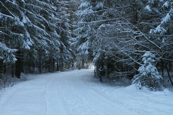 Зимняя дорога в лесу покрыта снегом