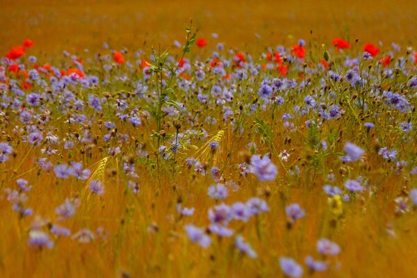 Feld mit Kornblumen, Weizen-Ährchen und Mohnblumen