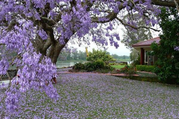 Blooming lilac tree near the lake house