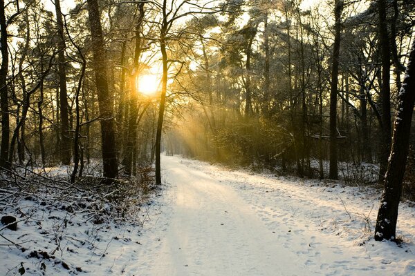 Die Sonne ist an einem Wintertag perfekt