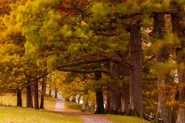 Allée de chêne dans le parc d automne