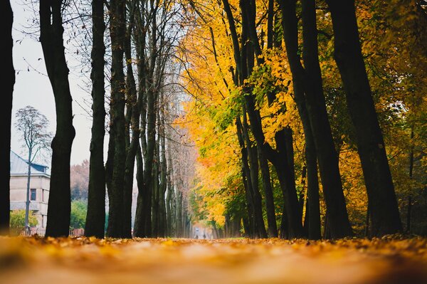 Vicolo autunnale con alberi di foglie gialle cadute