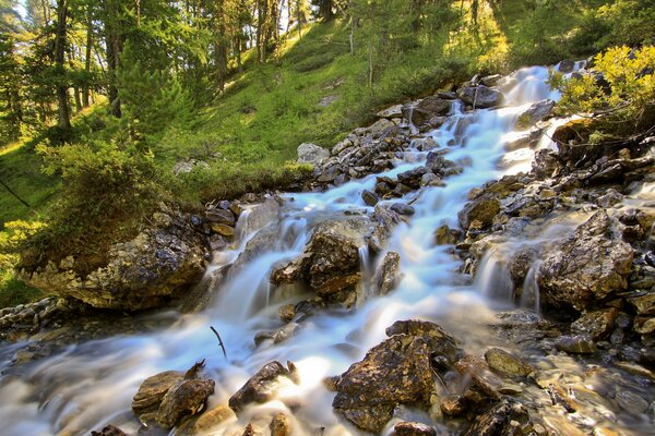 Mountain river in an ancient forest