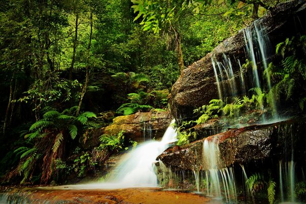 Paysage, cascade dans la forêt