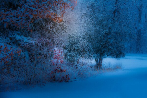 Yellow oak under the first snowfall in the evening park