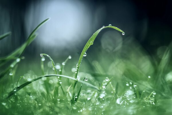 Tautropfen nach Regen am frühen Morgen