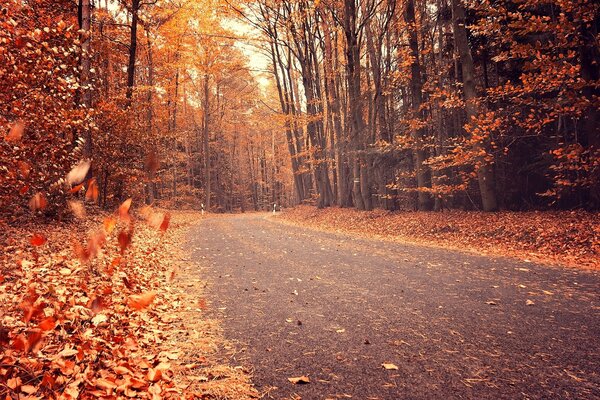 Orange und gelbe Blätter an der Straße im Wald