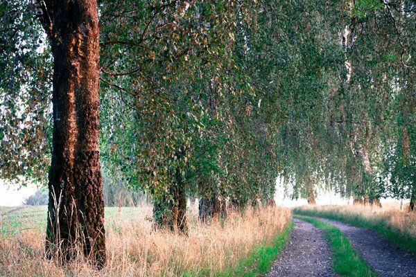 Camino a lo largo de los árboles en la mañana de verano