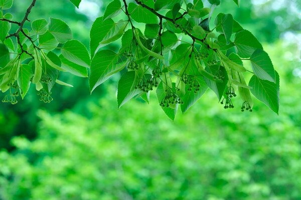 Feuillage vert sur fond de jungle