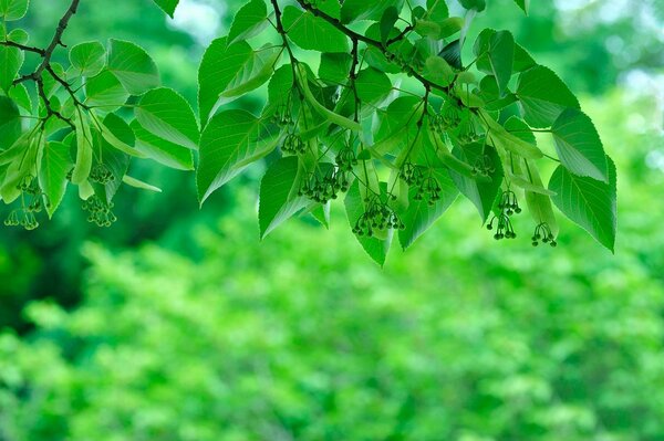 Зелёная листва на фоне джунглей
