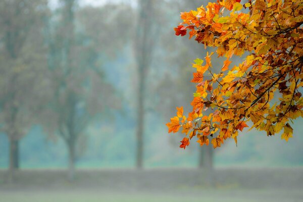 Yellow autumn leaves on a branch