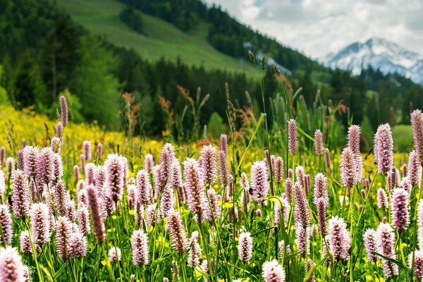 Fleurs, herbe dans les prairies alpines