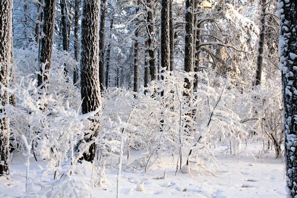 Winter fairy tale in the forest