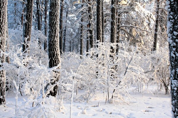 Conte d hiver dans la forêt