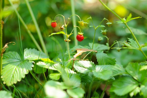 Fragole. Riprese macro