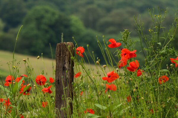 Red poppies on the field in summer