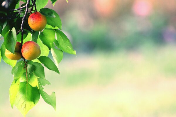 Branche de fruits sur fond flou