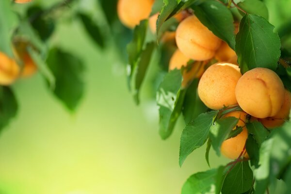 Abricots sur une branche avec un fond flou