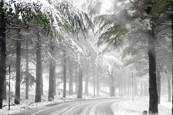 Forêt d hiver, route brumeuse