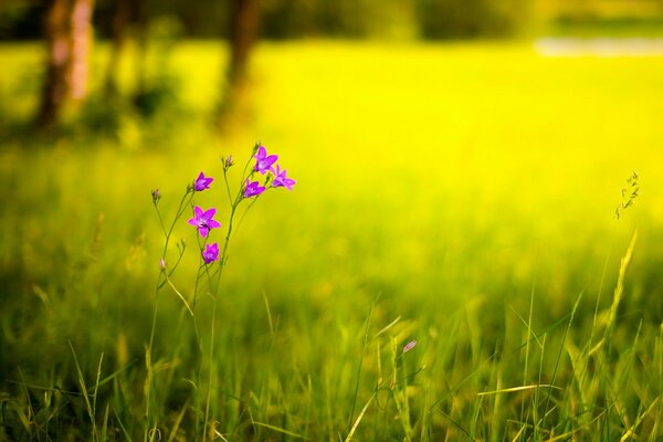Цветок в поле летом