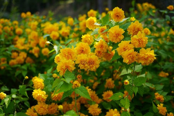 Japanische Kerry-Sträucher in voller Blüte