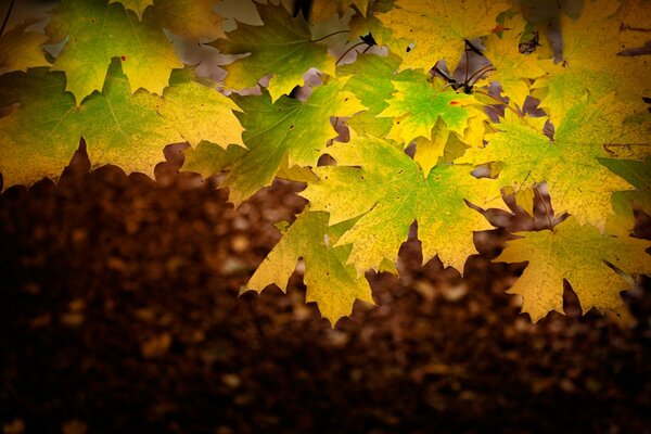 Green-gold ribbon leaves