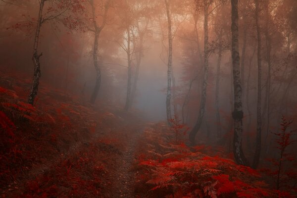 Forêt brouillard automne lumineux