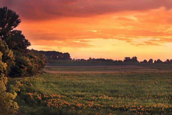 Brillante puesta de sol en el fondo de un campo de girasoles