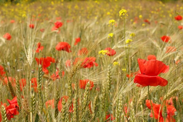 Autumn landscape. Poppies and ears of corn